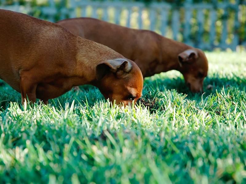 sudoku pointing pairs screenshot 2