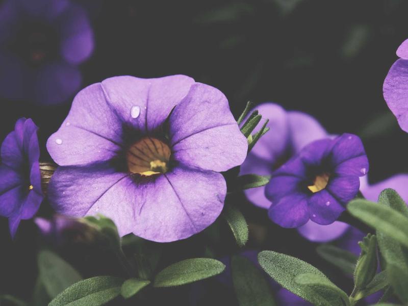 sudoku pointing pairs